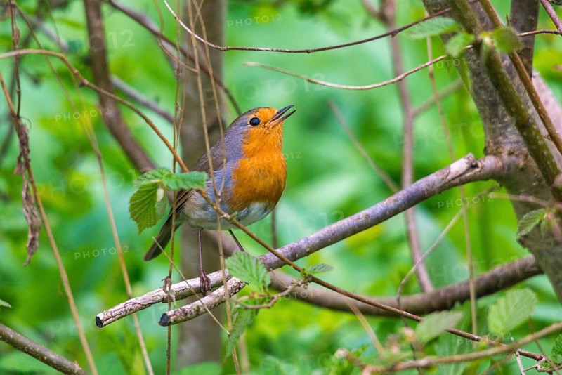 Erithacus rubecula, robin, robins, birds, song, passeri, singing, songbirds, birds