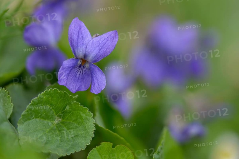 Sweet Violet, Violet, Violet, Viola Odorata, Violaceae, Flora, Plants, Plants