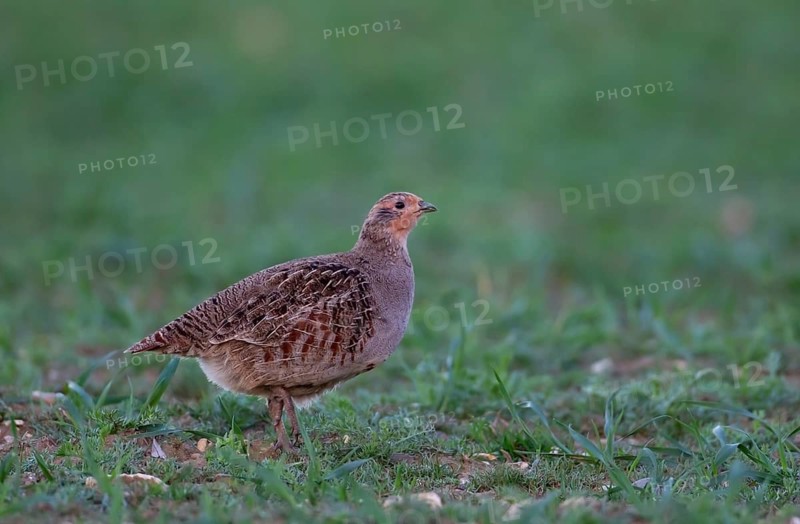 Grey or English or Hungarian partridge (Perdix perdix) adult game bird in a farmland field, Suffolk, England, United Kingdom