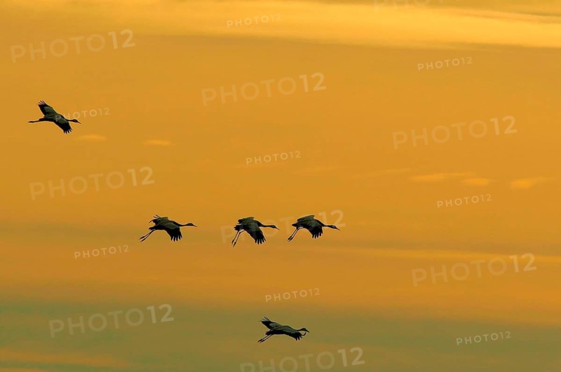 Animals, birds, cranes (Grus grus) against the evening sky, crane, sunset, silhouette, movement, impressions, cranes in flight, Germany, Germany