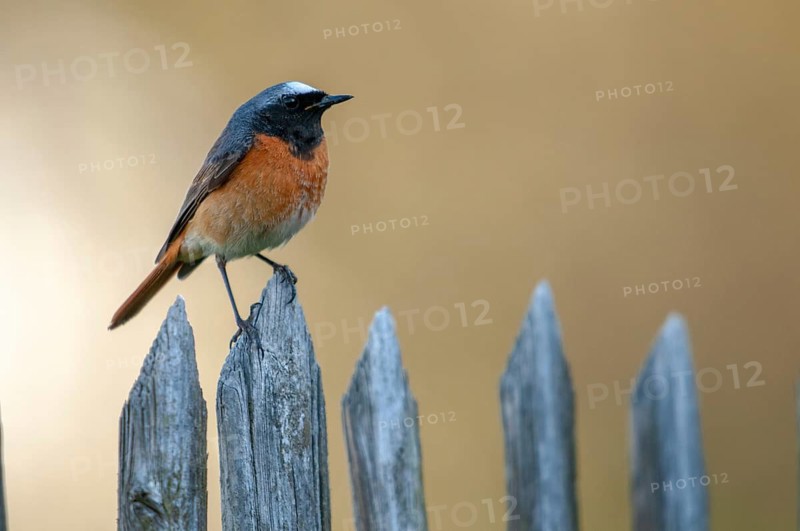 Garden redtail, Phoenicurus phoenicurus, redstart, birds, garden fence, garden birds, garden fence, male, passeri, songbirds, birds