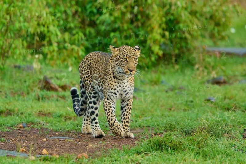 A leopard prowls purposefully across the green grassland, leopard (Panthera pardus), Masai Mara National Reserve, Narok County, Kenya