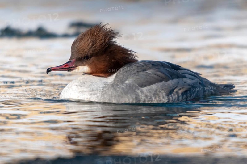 Goosander, goose säger, mergus merganser, anatidae, birds, duckbirds, female, sawyer, birds, waterbirds, waterbirds, female