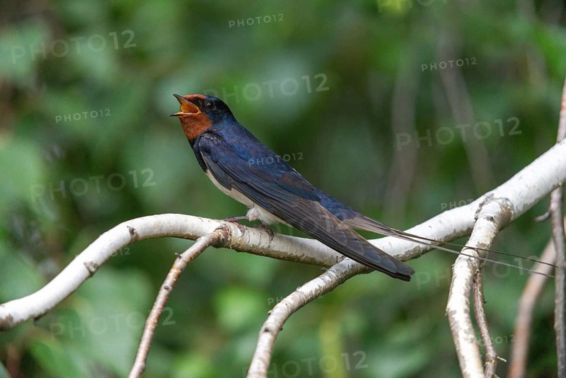 Hirundo rustica, barn swallow, birds, song, passeri, swallows, singing, songbirds, songbirds, birds