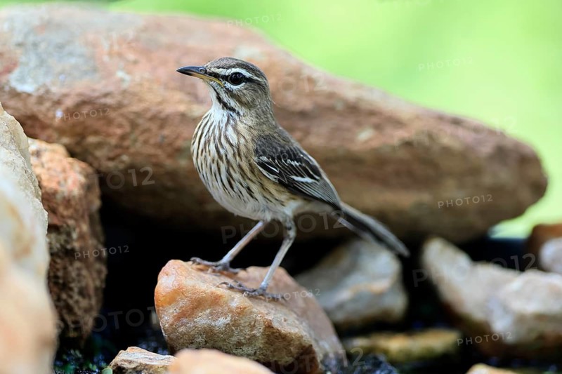 White-browed Warbler (Cercotrichas leucophrys), White-browed Bush Redstart, adult, alert, rock, Kruger National Park, Limpopo Province, South Africa