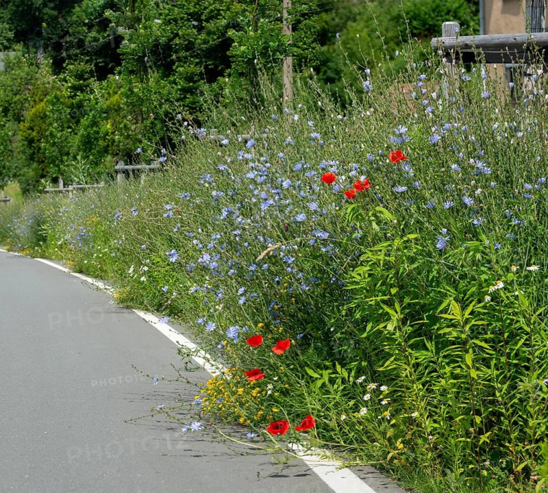 Roadside green, side green, flowering area, flower strips, ruderal surface, roadside, roadside strips