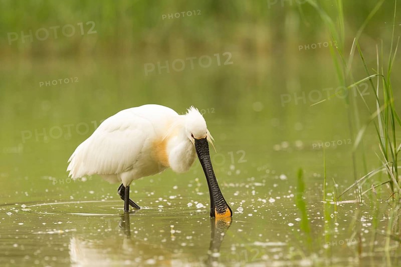 Eurasian Spoonbill (Platalea leucorodia), Serbia