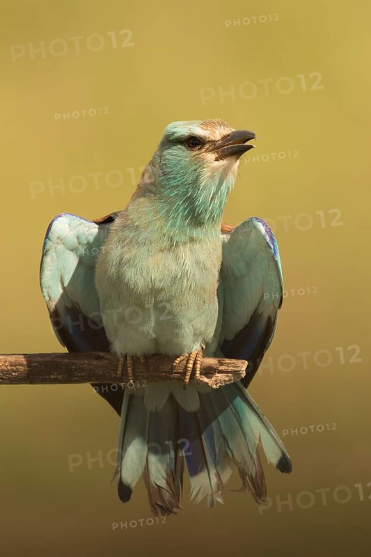 European Roller (Coracias garrulus) female perched on a branch, Serbia