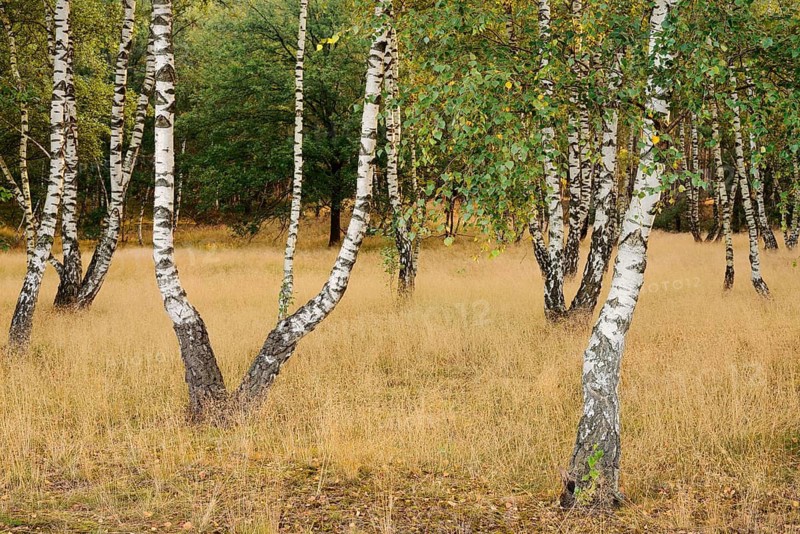 Weeping birches (Betula pendula) in heathland, Westruper Heide, North Rhine-Westphalia, Germany