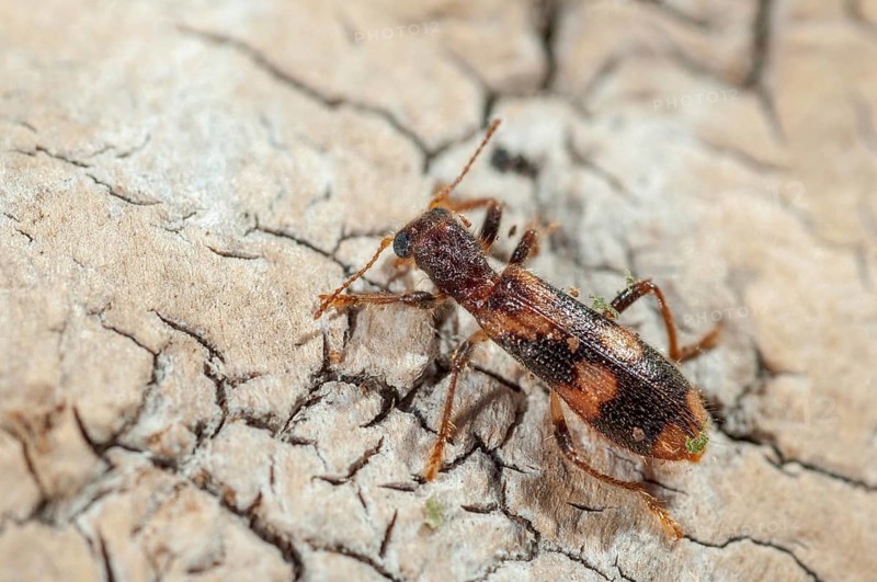Furry checkered beetle, Opilo mollis, beautiful beetle, beetle, coleoptera, insects, beetles