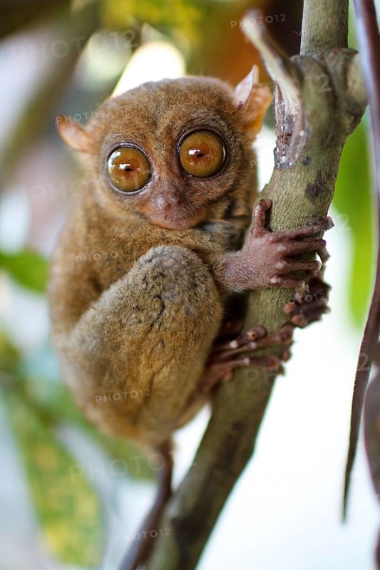 Animals, mammals, tarsier, maki, tariser, primates, (Tarsidae), Asia, animal, mammal, rainforest, Philippines