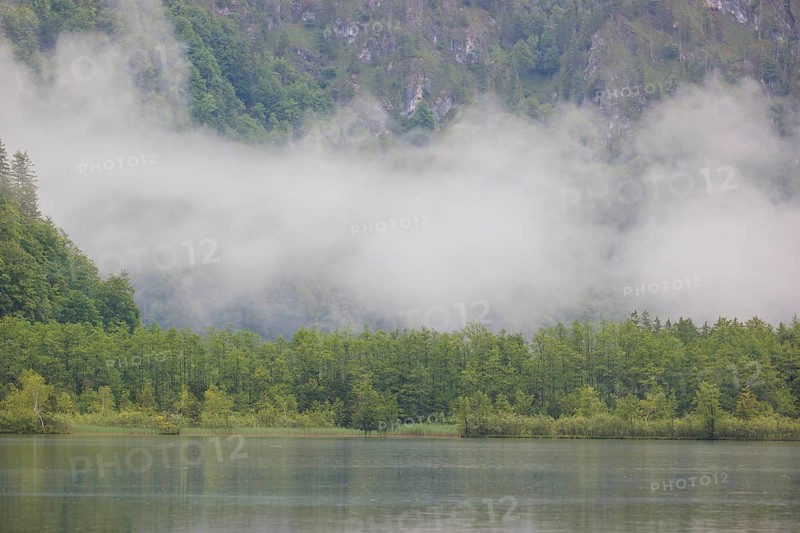 On an early autumn morning, a bank of fog hangs over the forest in the mountains and the Almsee lake. Alm valley, Austria