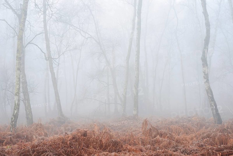 Birch forest and bracken fern (Pteridium aquilinum) with morning fog in winter, North Rhine-Westphalia, Germany
