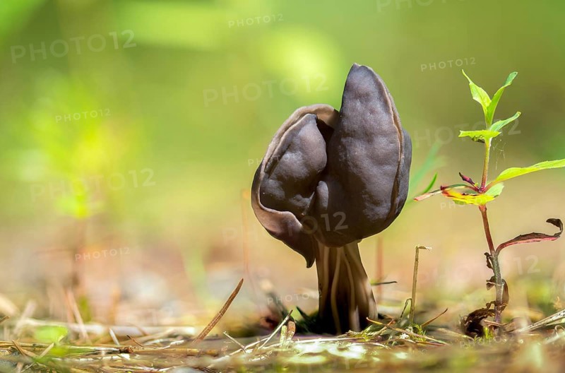 Spring pit laurel, pit laurel, helvella lacunosa, helvella sulcata, helvellaceae, lornel relatives, elf saddle, fluted black elf saddle, fungi, fungus, late grey saddle, mushrooms
