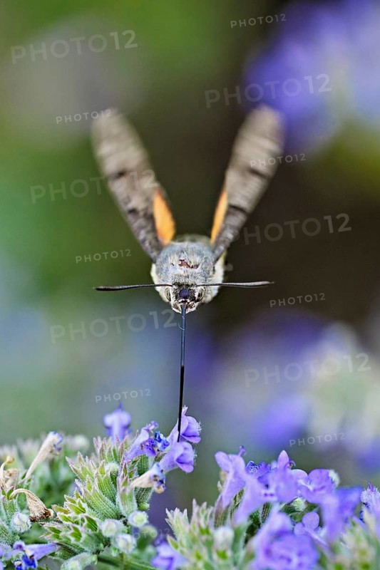 Star-tailed hummingbird (Macroglossum stellatarum), feeding on nectar from a catmint (Nepeta faassenii) flower, Meienberg, Canton of Aargau, Switzerland