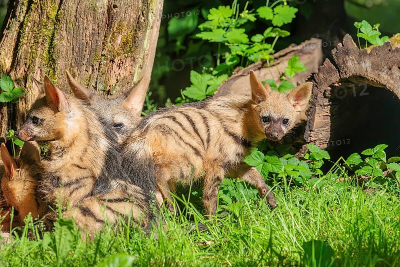 A female aardwolf (Proteles cristatus) rests together with her young near a tree on a sunny day. Captive