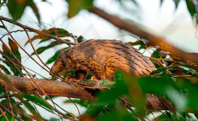 Pangolin climbing a tree, White-bellied pangolin (Phataginus tricuspis, Manis tricuspis), Western Region, Pangolin Rescue Centre, Uganda