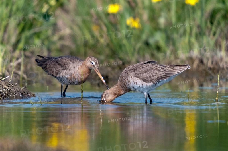 Black-tailed godwit, limosa limosa, birds, charadriiformes, limikolen, snipe birds, scolopacidae, birds, waders, waterbirds, waterbirds, waders