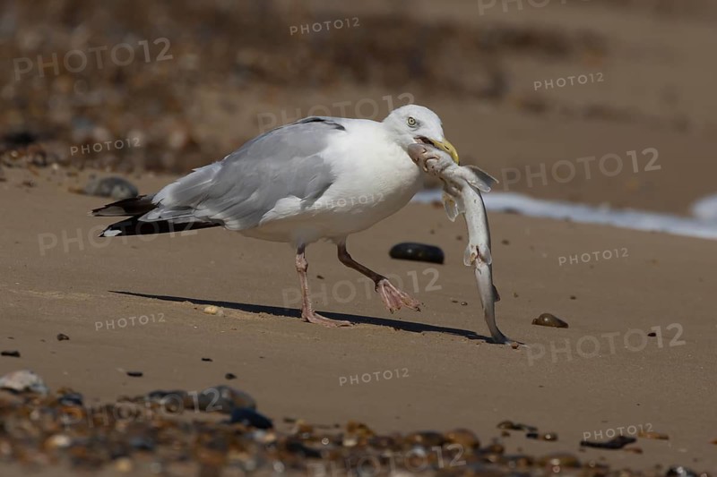 Herring gull (Larus argentatus) adult seagull bird feeding on a dogfish fish on a beach, England, United Kingdom