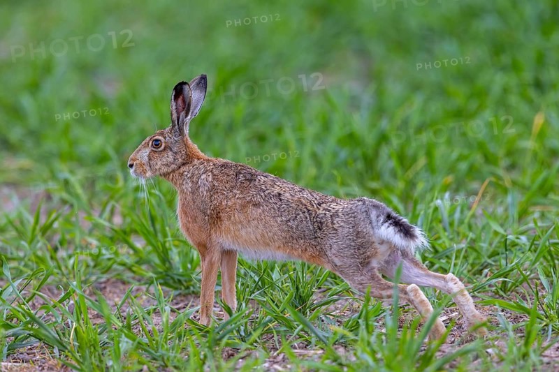 European brown hare (Lepus europaeus) stretching hind legs in field in spring