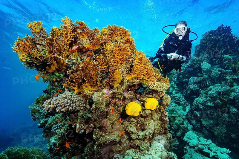 Underwater photograph: a diver observing a large, illuminated colony of stinging fire coral (Millepora dichotoma), Red Sea, Egypt