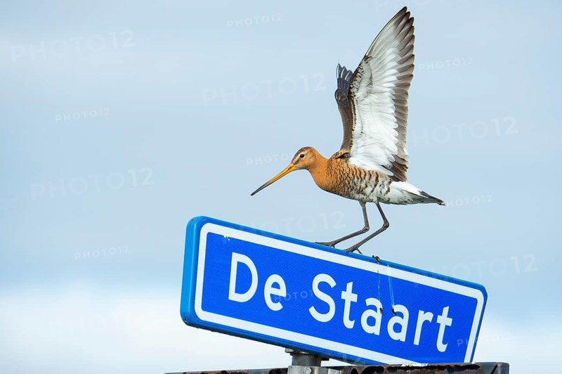 Black-tailed gown Limosa limosa) on a road sign, De Waal, Texel, the Netherlands