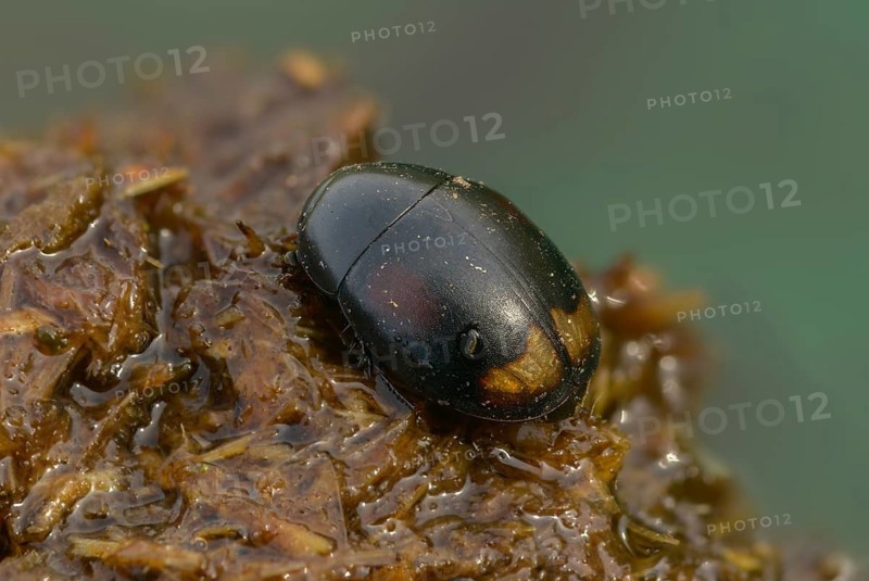 Dung ball beetle spec., dung beetle, sphaeridium spec., beetle, coleoptera, dung, insects, droppings, beetles, dung, water beetles