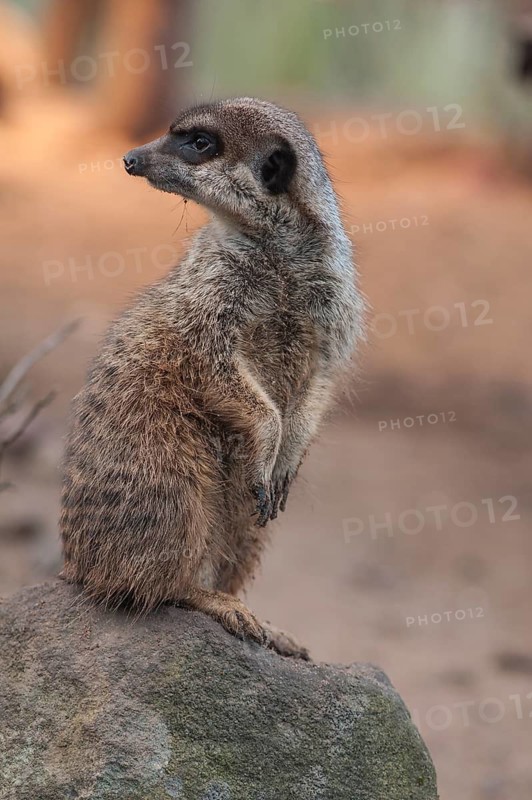 A meerkat (Suricata suricatta) stands guard, Nuremberg Zoo, Middle Franconia, Bavaria, Germany. PR available