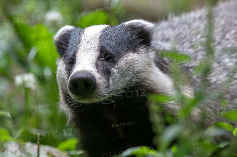 Badgers, carnivora, badgers, European badgers, meles meles, predators, mammals, raptors, mammals
