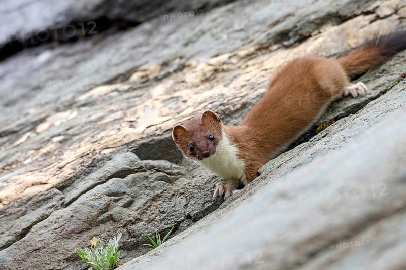 Animals, Mammals, Ermine (Mustela erminea), South Tyrol, Italy, South Tyrol, Alps, Italy