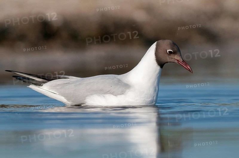 Black-headed gull, Chroicocephalus ridibundus, black-headed gull, Larus ridibundus, birds, charadriiformes, gulls, limicols, seagulls, birds