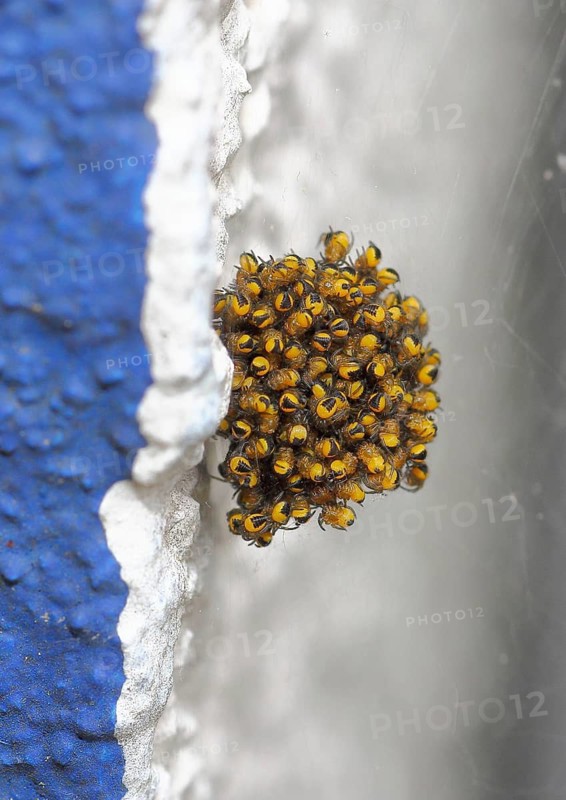 Garden cross spider, garden cross spider, garden cross spiders (Araneus diadematus), young animals in a cocoon, on a house wall, North Rhine-Westphalia, Germany