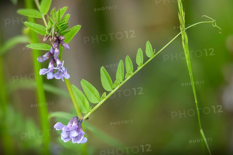 Fabaceae, butterflies, vicia sepium, vetch, bush vetch, flora, plants