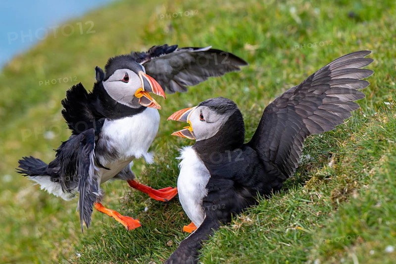 Two puffins (Fratercula arctica), puffins, fighting, Hermaness National Nature Reserve, Unst, Shetland Islands, Scotland, United Kingdom