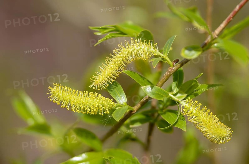 Common white willow, common silver willow, head willow, salix alba, silver willow, white willow, flora, plants, plants