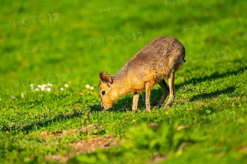 Greater capybara (Hydrochoerus hydrochaeris) on a meadow, Germany