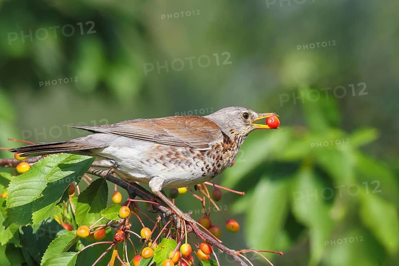 Common fieldfare (Turdus pilaris), an adult bird eating cherries, Altmühlsee, Altmühltal, Franconian Lake District, Middle Franconia, Franconia, Bavaria, Germany