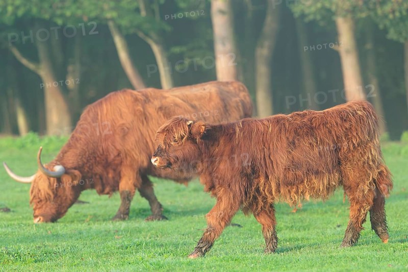 Early one sunny morning, a Highland calf (Bos primigenius taurus) walks across a green pasture at the edge of the forest. Bavaria, Germany