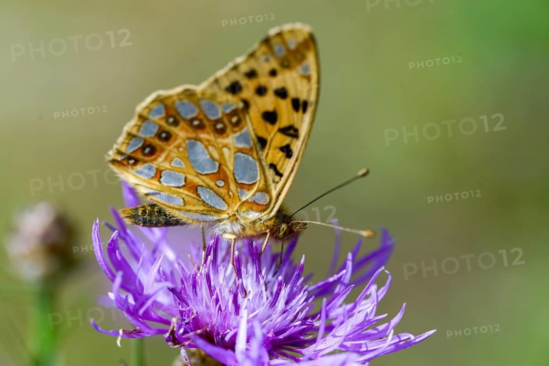 Argynnis Lathonia, Issoria Lathonia, little mother-of-pearl butterfly, queen of Spain fritillary, butterfly, insects, butterflies, butterflies, butterflies