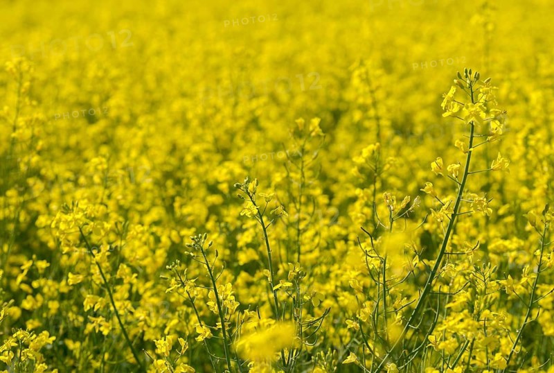 Brassica napus, brassicaceae, cruciferous vegetables, rapeseed, flora, intensive agriculture, plants, rapeseed field
