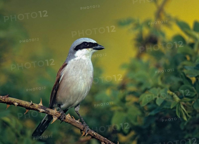 Lanius Collurio, red-backed shrike, redback shrike, birds, male, passeri, songbirds, songbirds, birds, shrikes