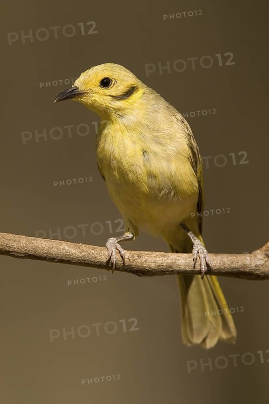 Yellow-tinted Honeyeater (Ptilotula flavescens), Western Australia, Australia