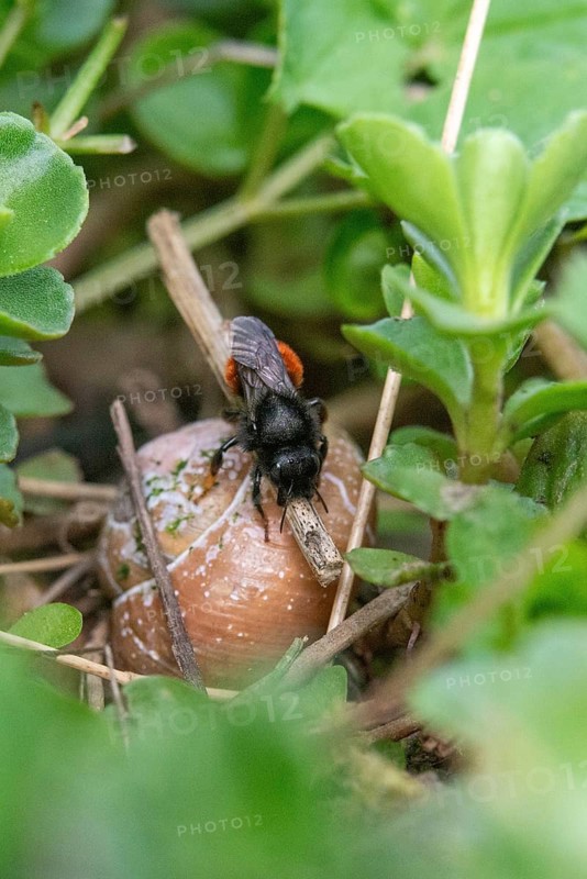 Hymenoptera, osmia bicolor, snail shell bee, hide the nest, bicolor snail bee, blade of grass, high size, portrait format, insects, nesting ground camouflage, camouflage, two-coloured mason bee