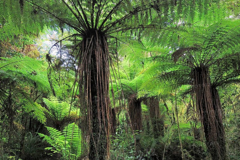 Fern, rainforest, tree fern, Oparara River, Oparara Basin, Kahurangi National Park, Nelson Region, South Island New Zealand