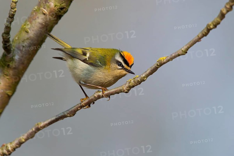 Firecrest, Regulus ignicapillus, Roitelet à triple bandeau, Roitelet triple-bandeau, Reyezuelo Listado, Luisenpark, Mannheim, Baden-Württemberg, Germany