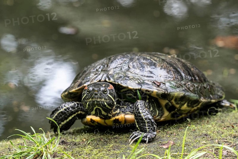 Red-cheeked turtle (Trachemys scripta elegans), Emsland, Lower Saxony, Germany