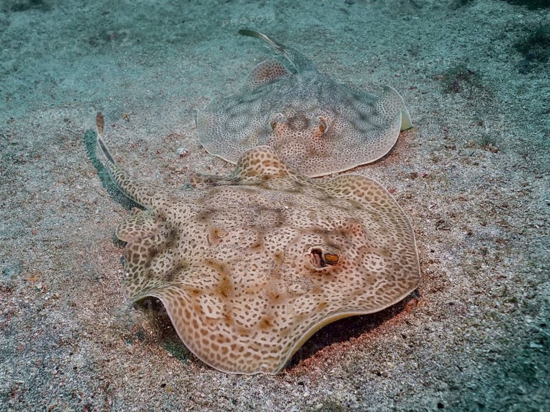 Two leopard stingrays (Urobatis pardalis) are lying on a sandy seabed, their markings are clearly visible. Dive site: Sombrero Reef, Playa Flamingo, Costa Rica, Pacific Ocean