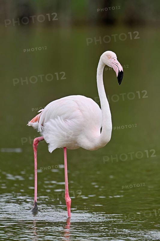 A greater flamingo (Phoenicopterus roseus) wading in a pond, Camargue Regional Nature Park, southern France