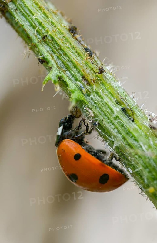Coccinella septempunctata, seven-spotted ladybird, beetle, coleoptera, high size, portrait format, insects, beetles, seven-spot ladybird, seven-spotted ladybug