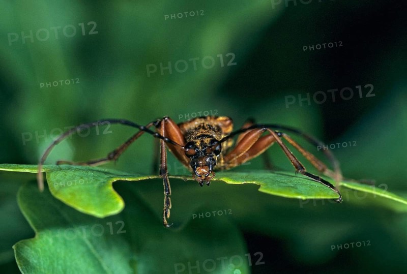 Stenocorus meridianus, variable longhorn beetle, variable stumbbock, beetle, longhorn beetle, insects, beetles